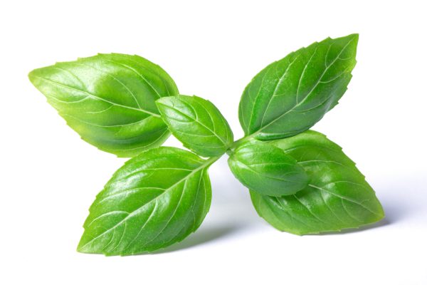 Basil