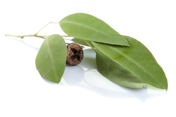 Eucalyptus