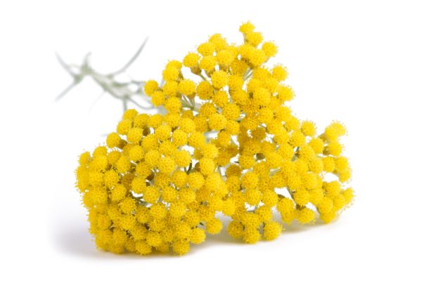 Helichrysum