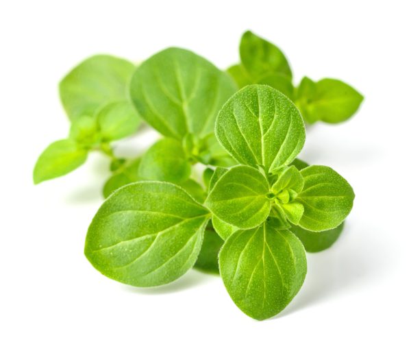 Oregano