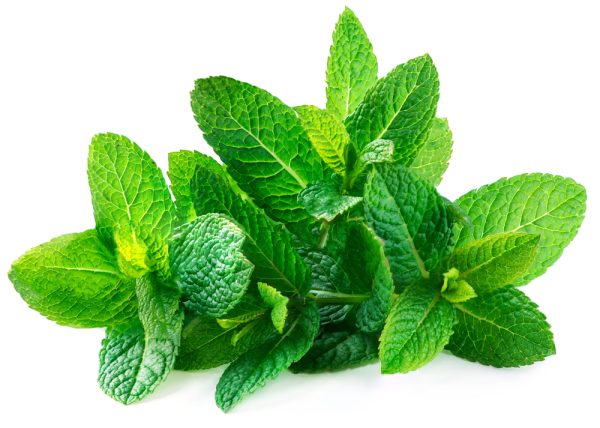 Spearmint