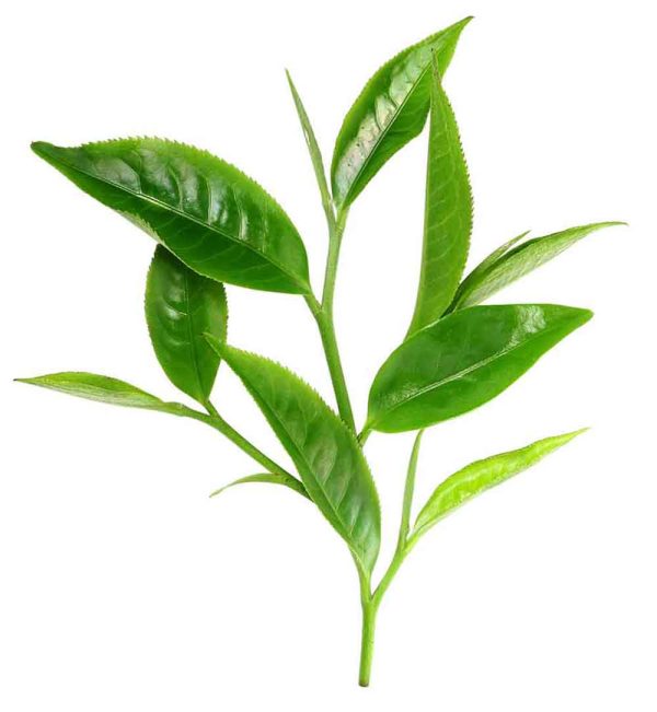 Tea Tree